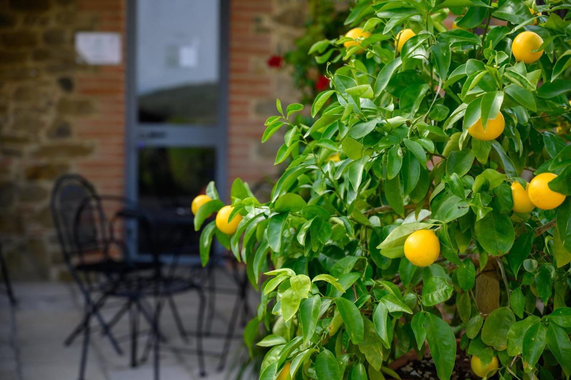 Agriturismo Borgo Sant'Ercolano Ciggiano Exteriör bild